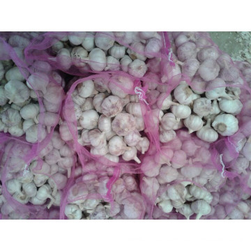 Normal Whit Garlic 5cm, Fresh